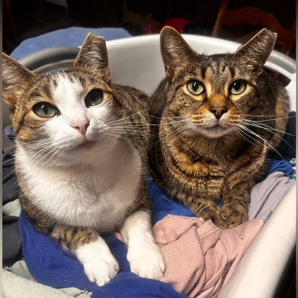 ✨🌻LIVE SHOW FLYER🌻✨ - Picture 3 of 16